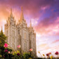 Salt Lake Tulips