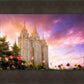 Salt Lake Tulips