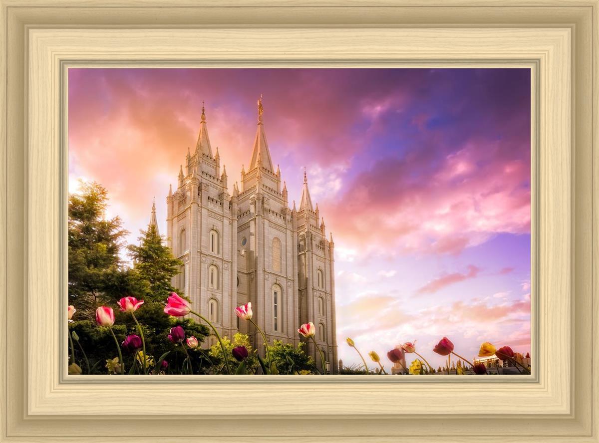 Salt Lake Tulips