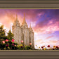 Salt Lake Tulips