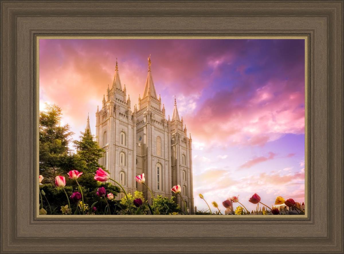 Salt Lake Tulips