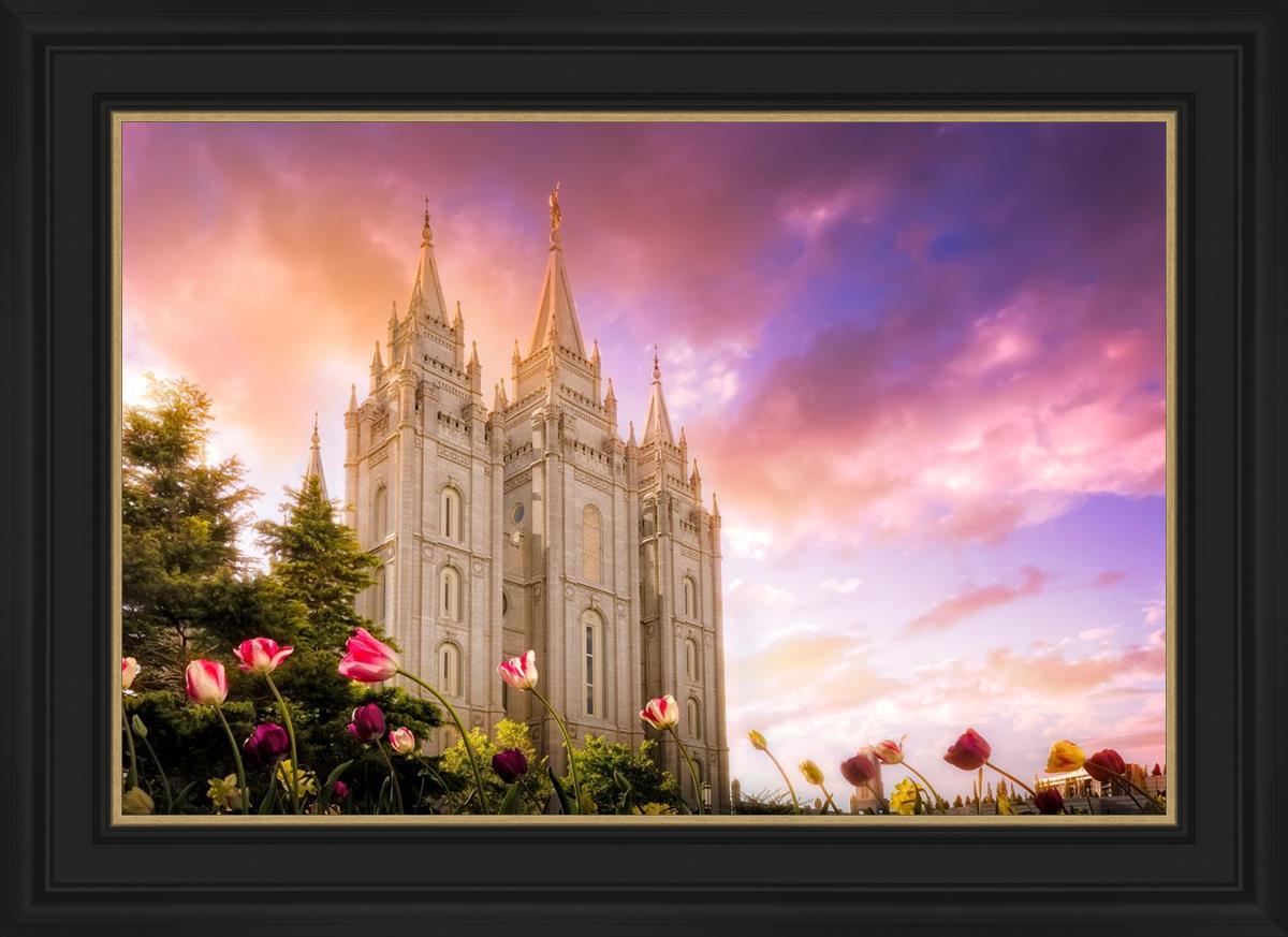 Salt Lake Tulips