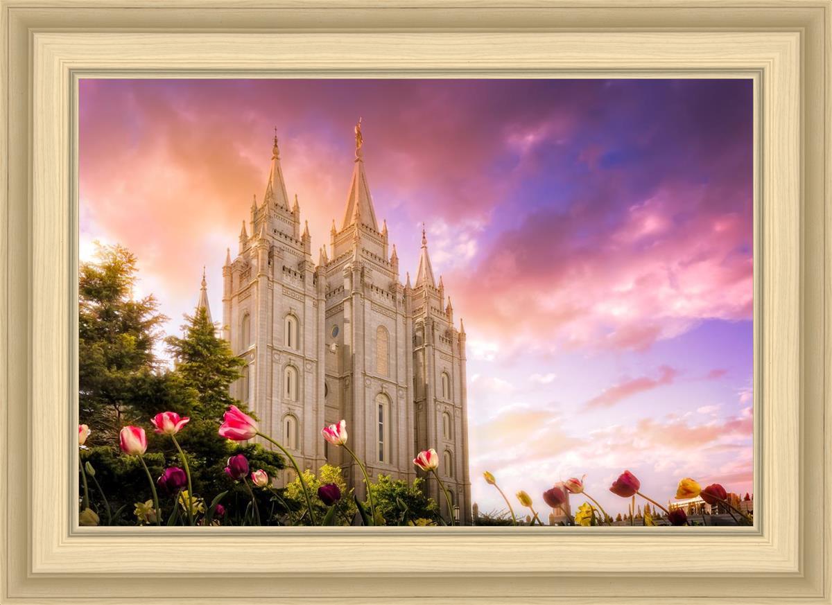 Salt Lake Tulips