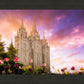 Salt Lake Tulips