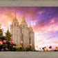 Salt Lake Tulips