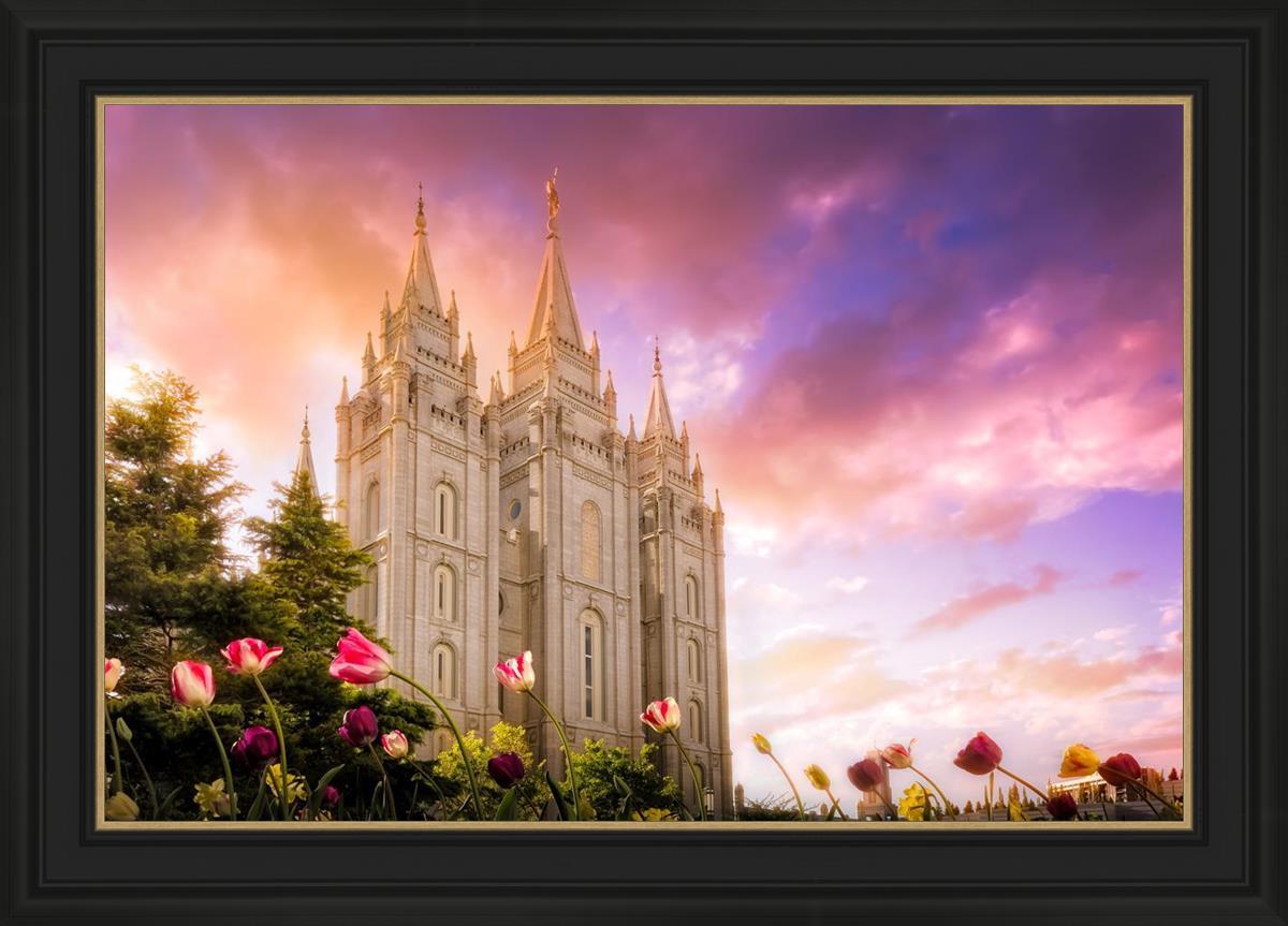 Salt Lake Tulips