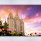 Salt Lake Tulips
