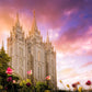 Salt Lake Tulips