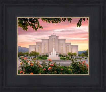 Albuquerque Morning Rose