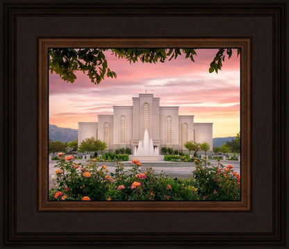 Albuquerque Morning Rose