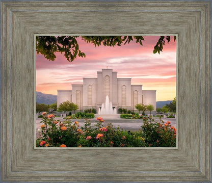 Albuquerque Morning Rose