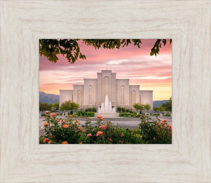 Albuquerque Morning Rose