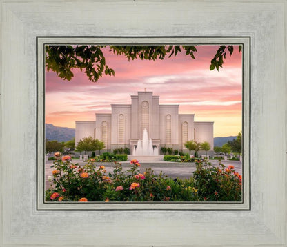 Albuquerque Morning Rose