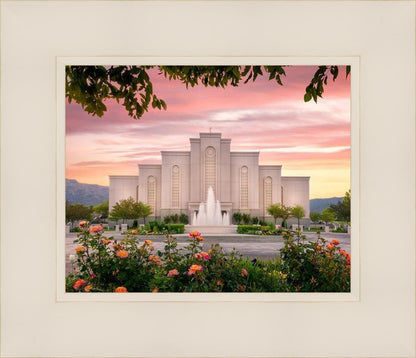 Albuquerque Morning Rose