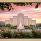 Albuquerque Morning Rose