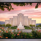 Albuquerque Morning Rose