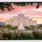 Albuquerque Morning Rose
