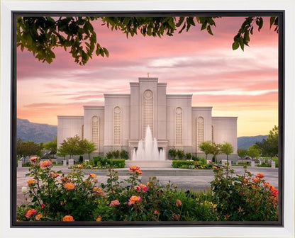 Albuquerque Morning Rose