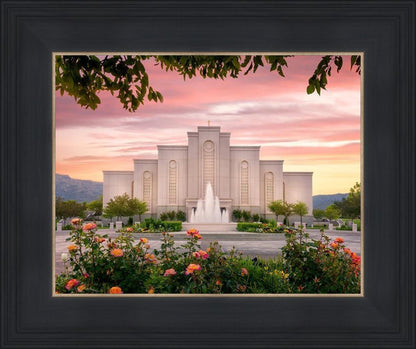 Albuquerque Morning Rose