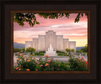 Albuquerque Morning Rose