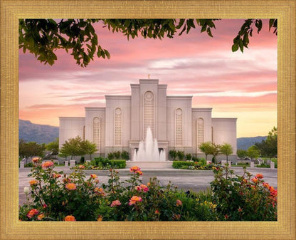 Albuquerque Morning Rose