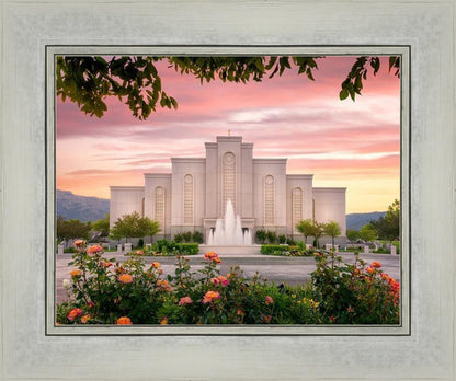 Albuquerque Morning Rose