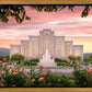 Albuquerque Morning Rose