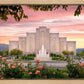 Albuquerque Morning Rose