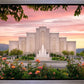 Albuquerque Morning Rose
