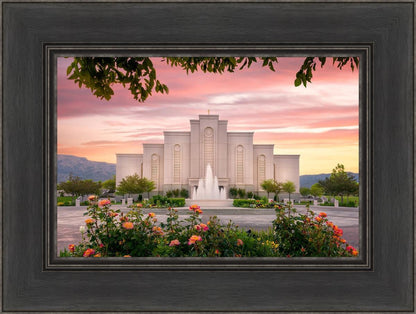 Albuquerque Morning Rose