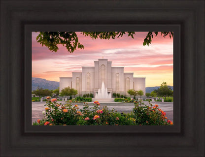 Albuquerque Morning Rose