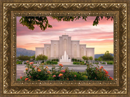 Albuquerque Morning Rose