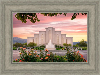 Albuquerque Morning Rose