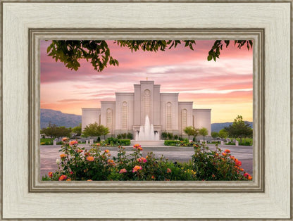 Albuquerque Morning Rose