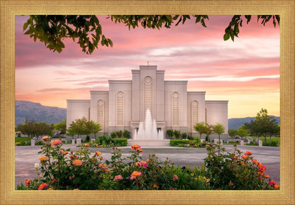 Albuquerque Morning Rose