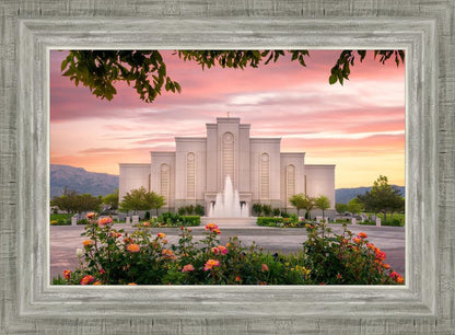 Albuquerque Morning Rose