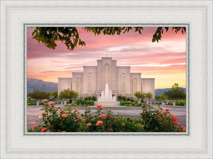 Albuquerque Morning Rose