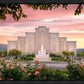 Albuquerque Morning Rose