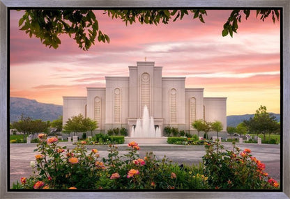 Albuquerque Morning Rose