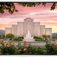Albuquerque Morning Rose