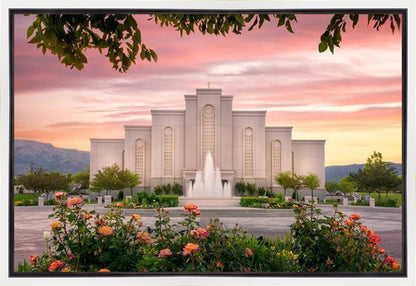 Albuquerque Morning Rose