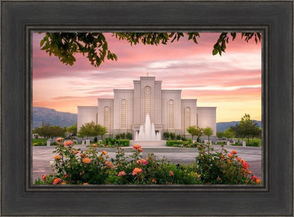 Albuquerque Morning Rose