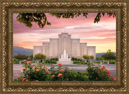 Albuquerque Morning Rose