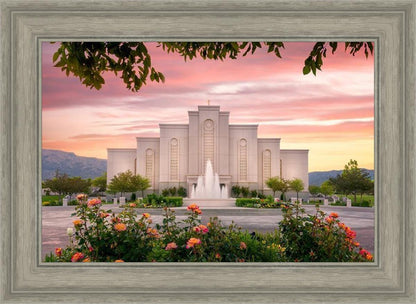 Albuquerque Morning Rose