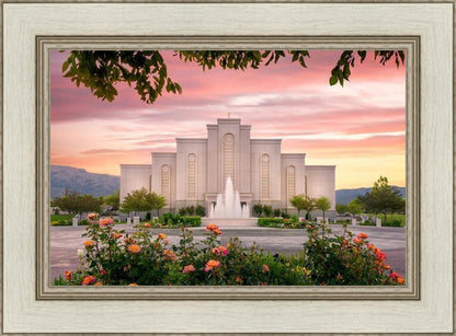 Albuquerque Morning Rose