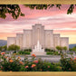 Albuquerque Morning Rose
