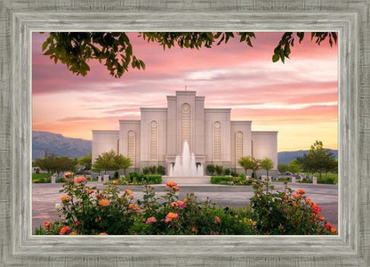 Albuquerque Morning Rose