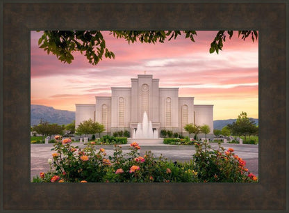 Albuquerque Morning Rose