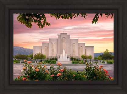 Albuquerque Morning Rose