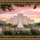 Albuquerque Morning Rose